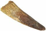 Fossil Spinosaurus Tooth - Real Dinosaur Tooth #311761-1